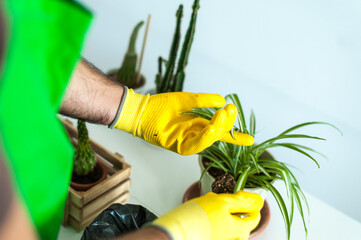 Hombre jóven cuidando sus plantas en casa