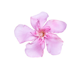 Pink nerium oleander flower close up  isolated on white background , clipping path macro