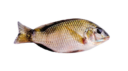 Obraz premium Small nile tilapia fish freshwater isolated on white background , clipping path