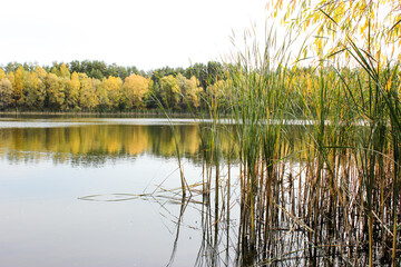 The Bay on the background of autumn forest