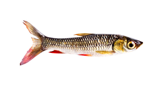 Siamese mud carp freshwater tropical fish isolated on white background , clipping path