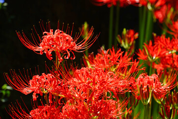 Red spider lily flowers, Azumino City, Nagano Pref., Japan