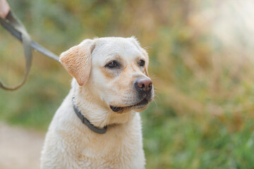 Close-up portrait of dog breed labrador in nature
