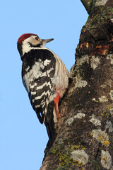 White-backed Woodpecker
