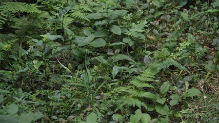 シダ　苔　コケ