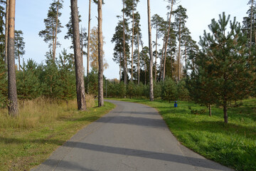 Pine grove in a country park with a winding asphalt road that goes deep into the forest, tall century-old trees and young pines.