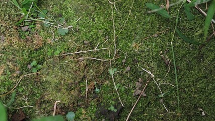 シダ　苔　コケ