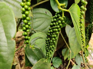 Indian green pepper found in southern india in coorg. 
