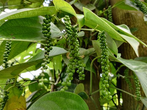 Black pepper - plant with green berries and leaves.