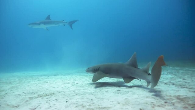 Underwater, pov, tracking, two sharks on the ocean floor, The Bahamas