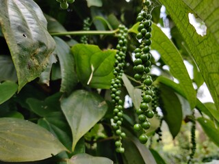 Fototapeta na wymiar green pepper plant - Indian green pepper plant with green pepper fruit and leaves.