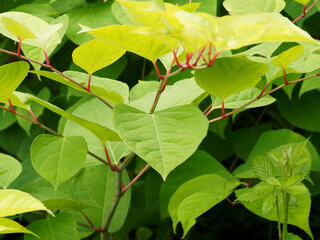 (Reynoutria japonica) Renouée du Japon à tiges rouges garnies de grandes feuilles papilleuses et...