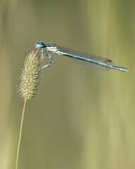 White-legged Damselfly