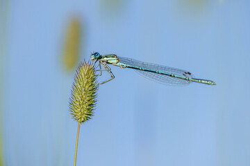 White-legged Damselfly