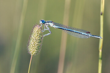 White-legged Damselfly