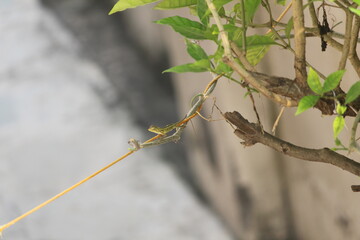Lizard on rope