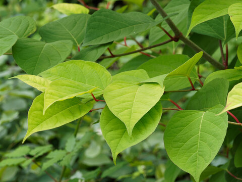 Renoutria ou fallopia japonica, renou&eacute;e du Japon ou renou&eacute;e &agrave; grandes feuilles pointues sur tiges rouge&acirc;tres