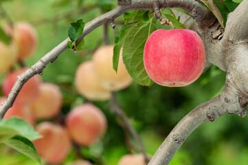 【青森県弘前市りんご】岩木山麓津軽の秋、りんご園は収穫中