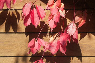 Virginia creeper autumn leaves
