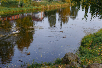 Ducks swim on the autumn river in it, yellow leaves float on the water