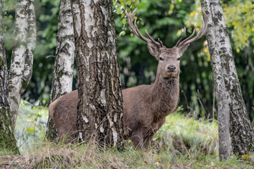 Naklejka na ściany i meble A wonderful deer male in the forest (Cervus elaphus)