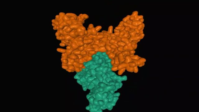 Animated model of human vitamin D - binding protein (brown) in complex with skeletal actin (green), 3D surface model, black background