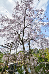 好古園の枝垂れ桜