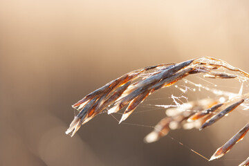 Fototapeta na wymiar A field plant in a spider web with dew drops