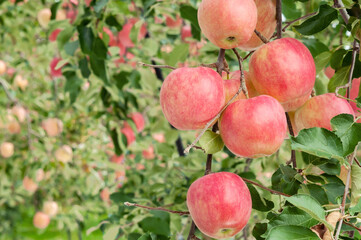 【青森県弘前市りんご】岩木山麓津軽の秋、りんご園は収穫中