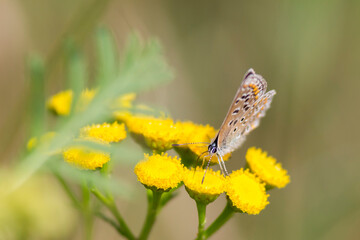 Insect in fields during summer