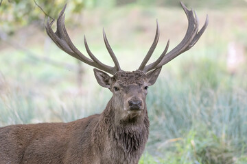 Face to face with a majestic Red deer male (Cervus elaphus)