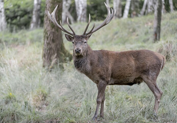 Isolated Red deer male in the woodland (Cervus elaphus)