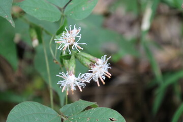 カシワバハグマ　秋の花