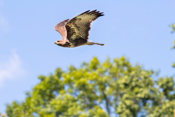 wild common buzzard (Buteo buteo) in the nature