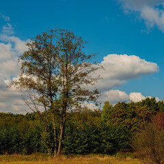 Trees in deciduous forest and clouds on a sunny morning.