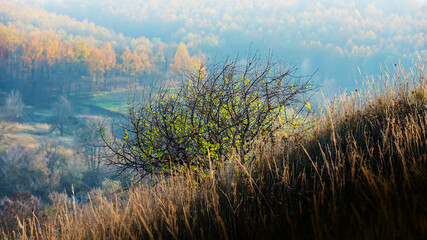 plant bush with remnants of green foliage on a hillside against a landscape in the haze.