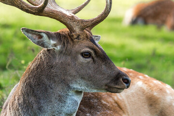 European fallow deer resting on a green field