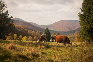 Mountain cows grazing on a pasture in autumn. A rural, traditional countryside somewhere in Eastern Europe, the Carpathian Mountains. A frontier of modern civilization.