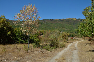 Fototapeta premium road tree