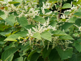 (Reynoutria japonica) Renouée du Japon à tiges rouges garnies de grandes feuilles papilleuses et fleurs blanches en grappes dressées