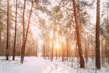 Beautiful Sunset Sunrise Sun Sunshine In Sunny Winter Snowy Coniferous Forest. Snowy Path, Road, Way Or Pathway In Winter Forest
