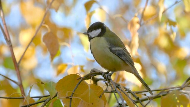A beautiful big tit sits on a branch and then flies away.