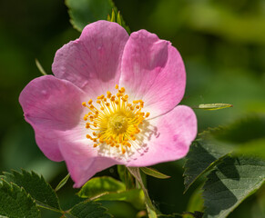 wild dog rose (Rosa canina) flower