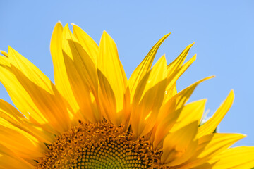Naklejka premium part of sunflower flower back illuminated against blue sky