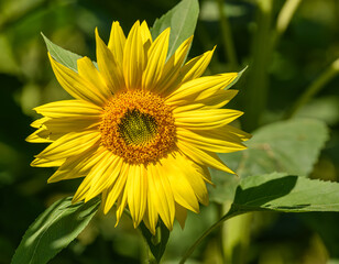 sunflower flower in the field