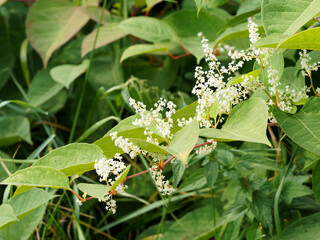 Reynoutria japonica | Renouée asiatique ou renouée du Japon, grande renouée invasive, grandes feuilles glabres et nervurée, floraison blanche en grappes dressées