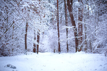Fototapeta premium A path through a snow-covered forest with footprints in the snow. Graphic bare branches of the trees in white forest. Winter landscape