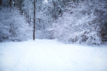 A path through a snow-covered forest with footprints in the snow. Graphic bare branches of the trees in white forest. Winter landscape