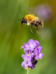 Bumblebee flying to purple flower