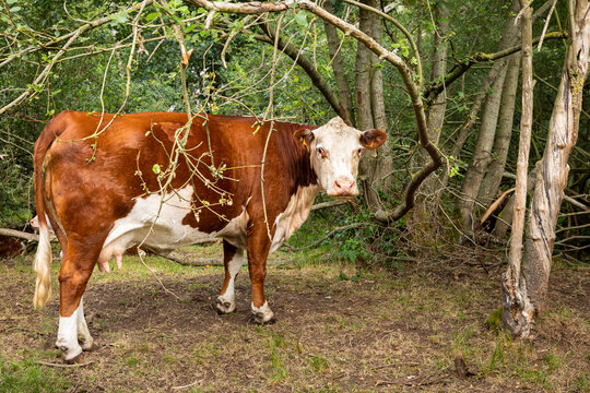 Red white cow in forest